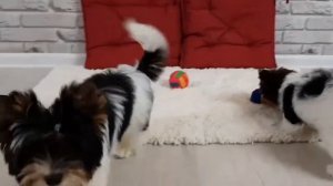 Все о Бивер-йорках, йорк