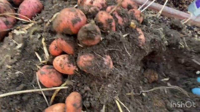 Урожай картофеля 2023 смотреть онлайн