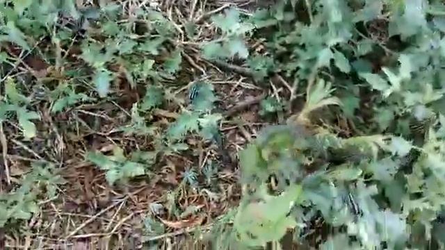 Полосатые! Кто это? И что они хотят? смотреть онлайн