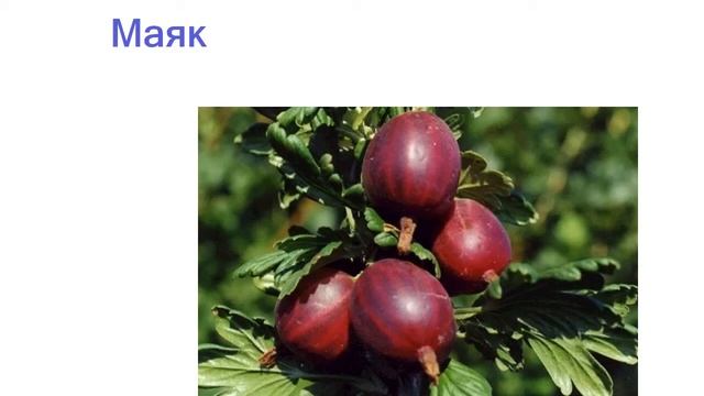 Лучшие сорта крыжовника - рейтинг 2023 года смотреть онлайн