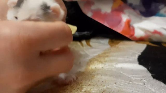 не открывается глазик котёнка, что делать? смотреть онлайн