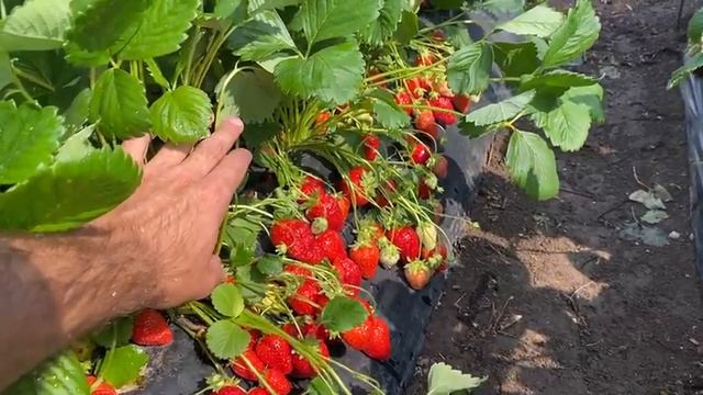 МЫНАКЕ КЛУБНИКА ДЕП УШУНУ АЙТАТ. смотреть онлайн