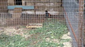 Молодки "Доминант"