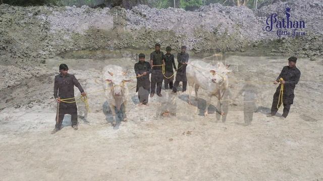 Pathan Cattle Farm ❤️ Taiba Laiba ❤️ Beautiful Angry Biggest Hansa Gulabi Bachi Cow Kolkata 2021 смотреть онлайн