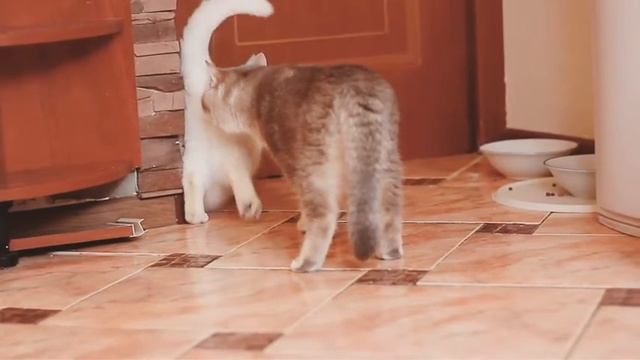 Кот на свидании с кошкой смотреть онлайн