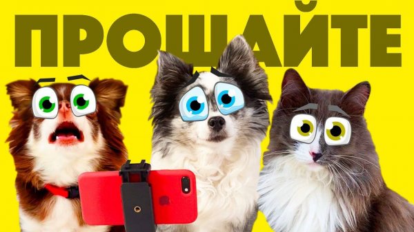 Киса Алиса запускает кошачьи новости, а Софи блог о еде 😼📺