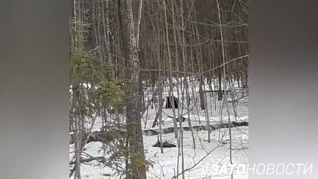 Мишка у КПП5 смотреть онлайн