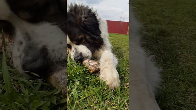 Медведяка-собака)🐶 смотреть онлайн