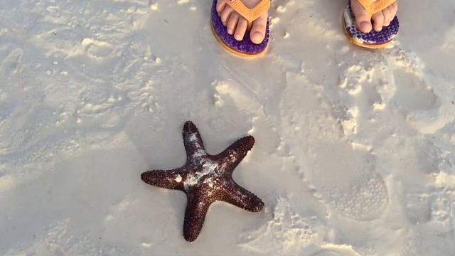 Морские звезды на островах Тихого океана Star Fish смотреть онлайн