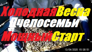 Холодная весна,а пчелы растут как на дрожжах.Срочно расширять пчелосемьи.Пчеловодство начинающим. смотреть онлайн