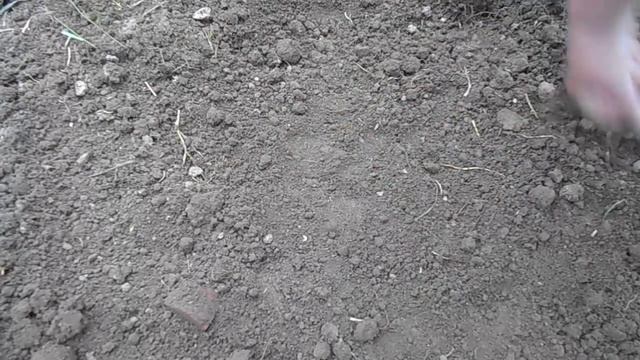 Как правильно посадить кабачки. смотреть онлайн