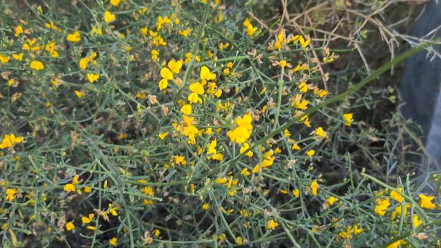 רתמה קוצנית رنگین زرد Genista sphacelata смотреть онлайн