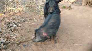 Pig Mating of village ##New Pig Mating 2022