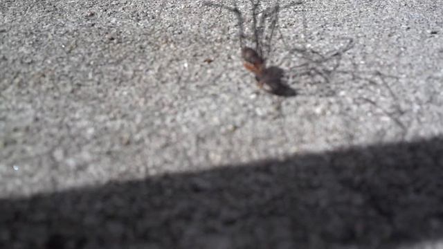 Daddy Long Legs mysteries..... смотреть онлайн