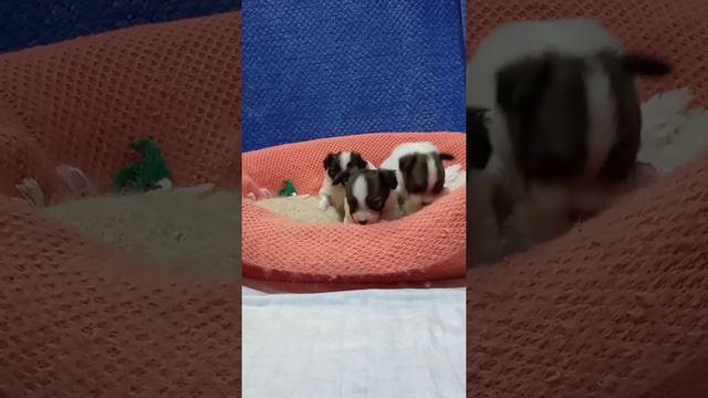 Щенки папийона питомника Бон Плезир Http://www.bonplaisir.ru/?m=204&d=229&l=201&s=0