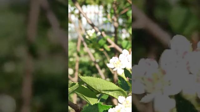 Солнце ☀🌝🌞светит, птицы поют, пчёлки трудятся, жужжат. это ли не доброе  🌄🙋 утро.