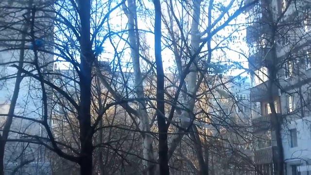 В Николаеве деревья "цветут" пакетами смотреть онлайн