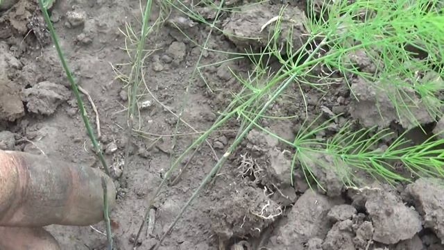 Спаржа - первый год выращивания смотреть онлайн