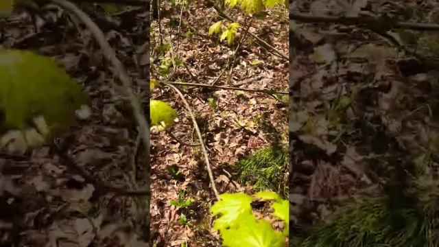 Клейкие листочки смотреть онлайн