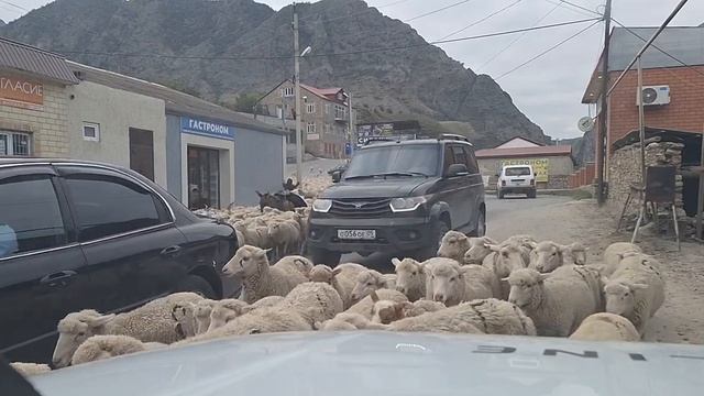 Чабанские собаки! Перегон на зимние пастбища - Гергебиль! смотреть онлайн