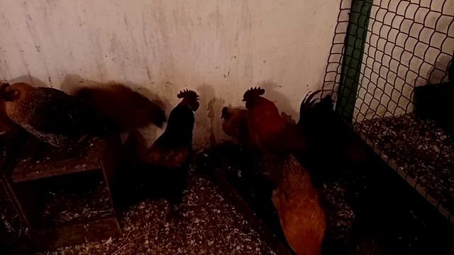Мои Лакеданзи, Брама и цыплятам два месяца. смотреть онлайн
