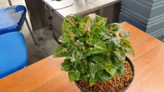 Syngonium Mini Allusion / Christmas