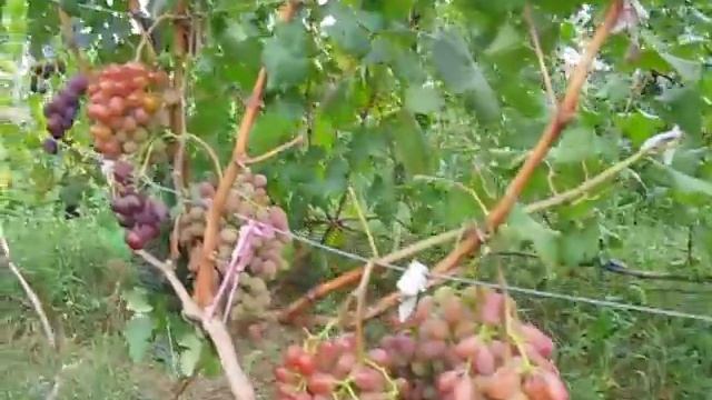 виноград Водограй. Урожай 2012 год. смотреть онлайн