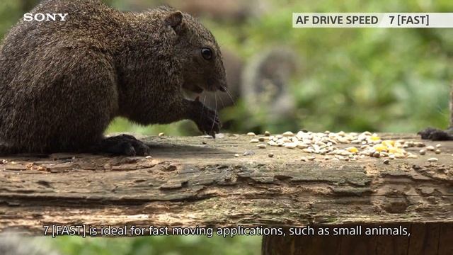 How to use the Auto Focus | Part1 Drive Speed | PXW-Z90/HXR-NX80 | Sony смотреть онлайн