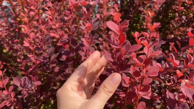 Уход и выращивание растений в домашних условиях