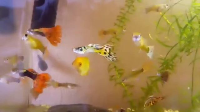 Рыбки Гуппи в маленьком аквариуме