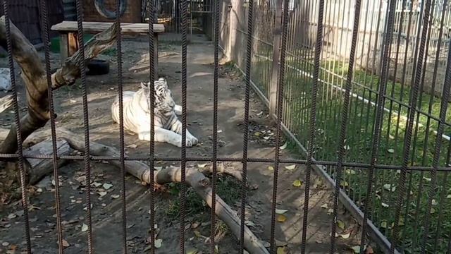 Белый Бенгальский Тигр. Красавец Маяк. Барнаульский Зоопарк смотреть онлайн