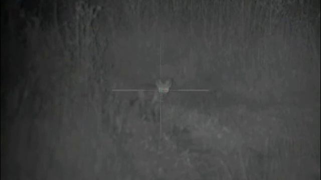 Лиса вышла на охотника смотреть онлайн