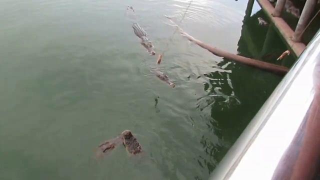 Крокодилы в зоопарке Тайланда смотреть онлайн