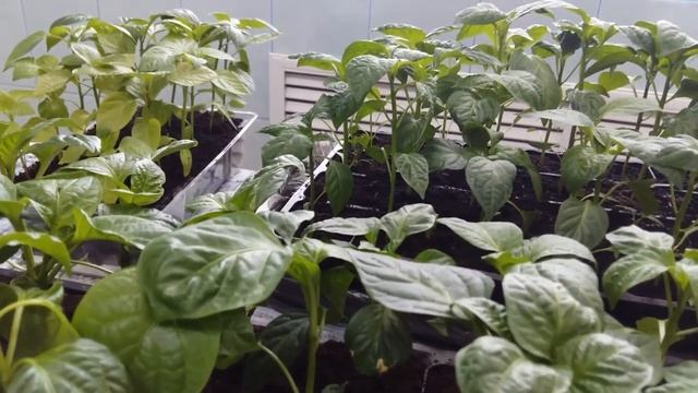 Закручиваются листья у рассады  перца