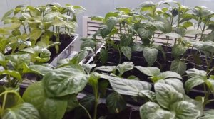 Закручиваются листья у рассады  перца