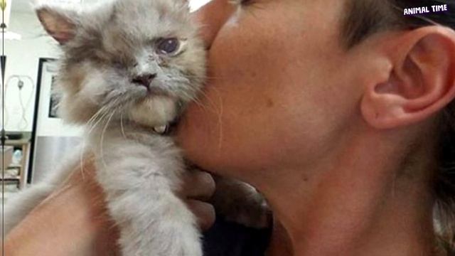 Пушистый котёнок метался среди кустарника, пытаясь выбраться оттуда. Исход всего неожиданный! смотреть онлайн