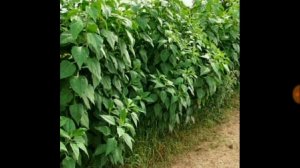 109. ТОПИНАМБУР: свойства, выращивание и как употреблять))