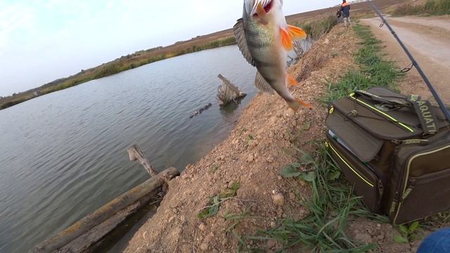 За щукой на платный водоём смотреть онлайн