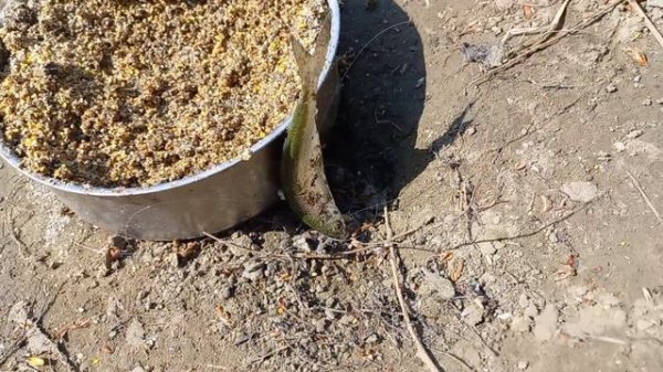 Батя плохому не научит 👍 #fish #fishing #nature #feeder #beautiful #adventure #рыбалка #youtube