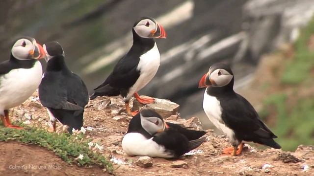 Музика лікує безсоння, корисно для серця і заспокоює нервові системи ? Музика заспокоює душу #2 смотреть онлайн