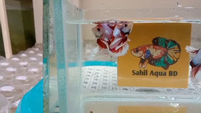 Exclusive Lavender Butterfly Halfmoon | Sahil Aqua BD смотреть онлайн