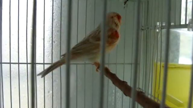 Сатинет красный мозаик (самец) смотреть онлайн