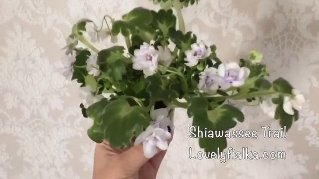 Фиалка Shiawassee Trail - Lovely Fialka смотреть онлайн