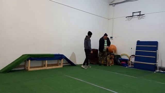 Подготовка к сдаче общего курса дрессировки (ОКД) немецкой овчарки смотреть онлайн