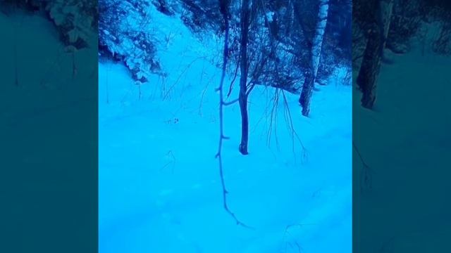 В Маркакольском государственном заповеднике фотоловушка запечатлела дикого кабана смотреть онлайн