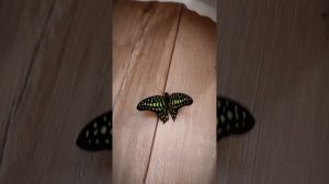 как бабочка вылезает из куколки, бабочка дома