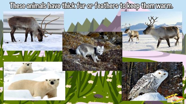 What is a Tundra | Science for Kids смотреть онлайн
