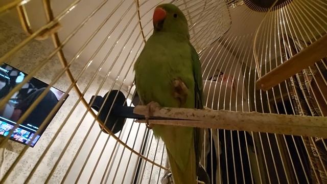 Скрытая камера. Телефон в клетке у попугая || Hidden camera. Telephone, in a parrot's cage смотреть онлайн