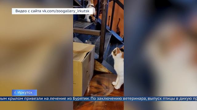 В Иркутском зоопарке выхаживают редкую птицу смотреть онлайн