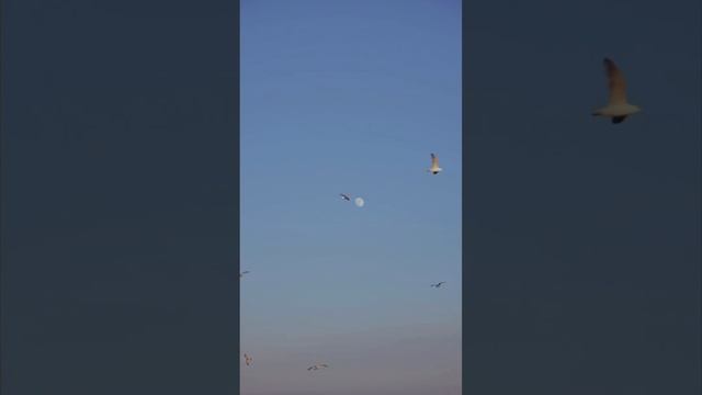 Скажи, из чего состоит ваша жизнь?? смотреть онлайн